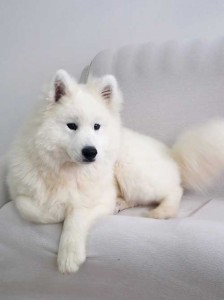 samojed 1