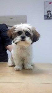 shi tzu 1