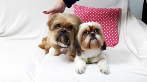 shi tzu 4